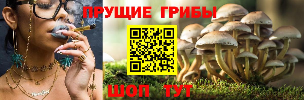 Галлюциногенные грибы мицелий  Вход с VPN  где продают наркотики  Псилоцибиновые грибы GOLDEN TEACHER  Алатырь 